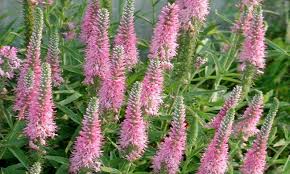 Attēlu rezultāti vaicājumam “Veronica longifolia flower”
