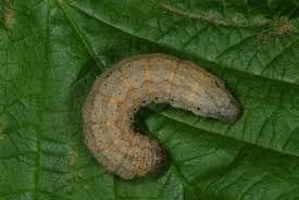 Attēlu rezultāti vaicājumam “Agrotis exclamationis”