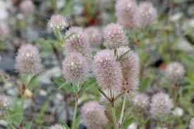 Attēlu rezultāti vaicājumam “Trifolium arvense fruit”