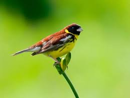 Image result for Emberiza aureola