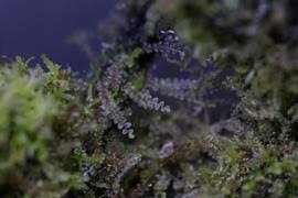 Attēlu rezultāti vaicājumam “Jungermannia subulata”