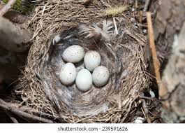 Attēlu rezultāti vaicājumam “Emberiza schoeniclus nest”