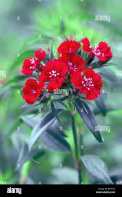 Attēlu rezultāti vaicājumam “Dianthus barbatus flower”