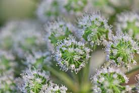 Image result for Angelica silvestris
