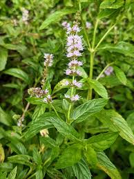 Attēlu rezultāti vaicājumam “Mentha spicata flower”