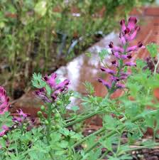 Image result for Fumaria officinalis