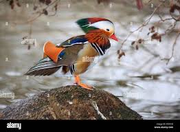 Attēlu rezultāti vaicājumam “Aix galericulata male”