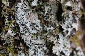 Attēlu rezultāti vaicājumam “Mycoblastus sanguinarius”