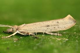 Attēlu rezultāti vaicājumam “Ypsolopha asperella”