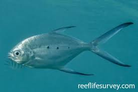 Image result for Trachinotus carolinus