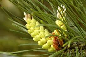 Attēlu rezultāti vaicājumam “Pinus pumila male flower”