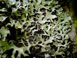 Attēlu rezultāti vaicājumam “Hypotrachyna sp.”