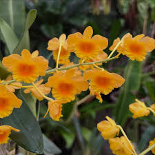 Attēlu rezultāti vaicājumam “Chrysotoxum sp.”