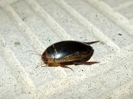 Attēlu rezultāti vaicājumam “Hydaticus transversalis”