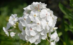 Image result for Phlox (großblumig)