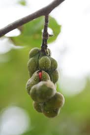 Attēlu rezultāti vaicājumam “Magnolia kobus fruit”