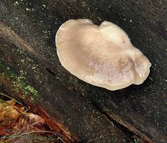 Attēlu rezultāti vaicājumam “Postia tephroleucus”