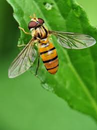Attēlu rezultāti vaicājumam “Episyrphus balteatus”