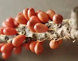 Attēlu rezultāti vaicājumam “Leocarpus fragilis”