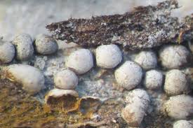 Attēlu rezultāti vaicājumam “Perichaena corticalis”