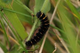 Attēlu rezultāti vaicājumam “Macrothylacia rubi”