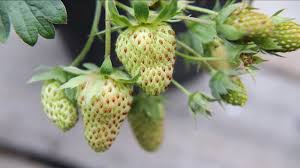 Attēlu rezultāti vaicājumam “Fragaria x ananassa fruit”