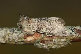 Attēlu rezultāti vaicājumam “Achlya flavicornis”