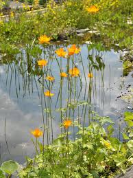 Image result for Trollblume