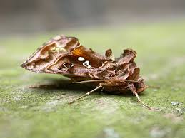 Attēlu rezultāti vaicājumam “Autographa pulchrina”