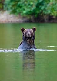 Attēlu rezultāti vaicājumam “Ursus arctos”