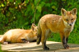 Attēlu rezultāti vaicājumam “Vulpes vulpes  juvenile”
