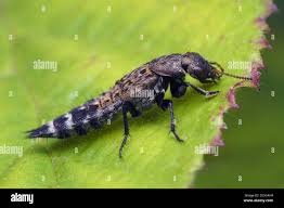 Attēlu rezultāti vaicājumam “Ontholestes murinus”