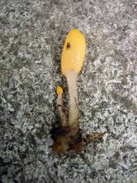 Attēlu rezultāti vaicājumam “Mitrula paludosa”