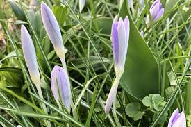 Attēlu rezultāti vaicājumam “Crocus tommasinianus flower”