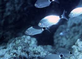 Image result for Oblada melanurus