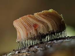 Attēlu rezultāti vaicājumam “Stemonitis flavogenita macro”