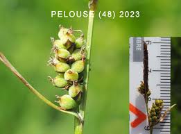 Attēlu rezultāti vaicājumam “Carex panicea fruit”