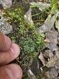 Attēlu rezultāti vaicājumam “Saelania glaucescens”