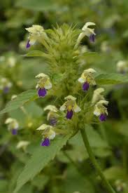 Attēlu rezultāti vaicājumam “Galeopsis speciosa”