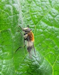 Attēlu rezultāti vaicājumam “Leucozona lucorum”