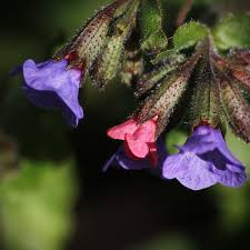 Image result for Lungenkraut