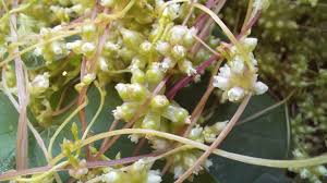 Attēlu rezultāti vaicājumam “Cuscuta europaea fruit”
