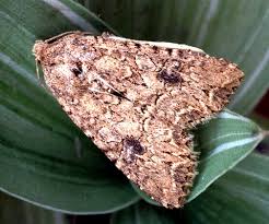 Attēlu rezultāti vaicājumam “Hadula trifolii larva”