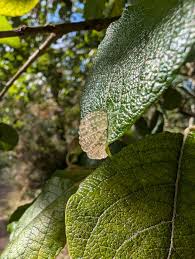 Attēlu rezultāti vaicājumam “Glyphotaelius pellucidus”