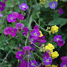 Attēlu rezultāti vaicājumam “Aubrieta deltoidea leaf”