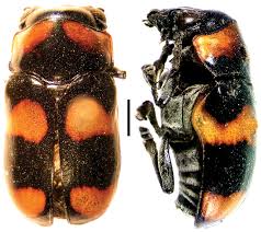 Attēlu rezultāti vaicājumam “Glischrochilus grandis”