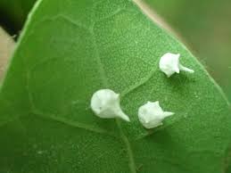 Attēlu rezultāti vaicājumam “Paidiscura pallens eggs”