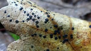 Attēlu rezultāti vaicājumam “Hypoxylon vogesiacum”