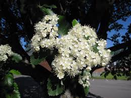 Attēlu rezultāti vaicājumam “Sorbus intermedia”