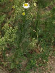 Attēlu rezultāti vaicājumam “Tripleurospermum inodorum flower”